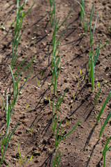 Onion grows in the garden in the garden. First spring harvest. Selection focus. Shallow depth of field
