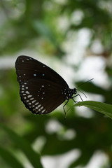 Insekt Schmetterling Eupolea Falter, butterfly, papillon