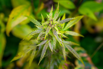 Macro photos of marijuana plant with leaves before harvesting. T