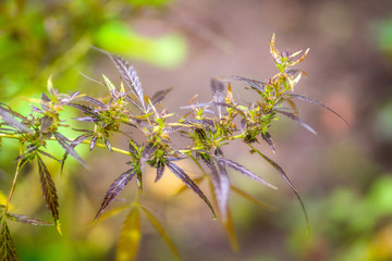 Macro photos of marijuana plant with leaves before harvesting. T