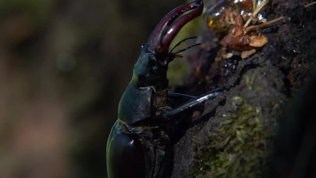 Hirschk&auml;fer M&auml;nnchen