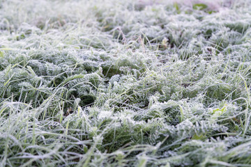 Early morning frozen hoarfrost grass in early autumn morning. Fr