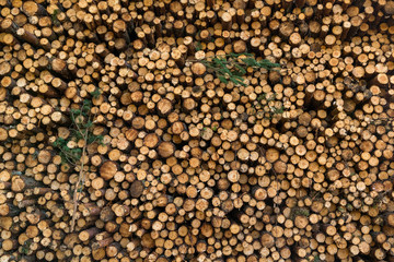 Area of illegal deforestation of vegetation in the forest. Cut t