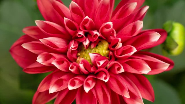 Time lapse of blooming Red Flower. Beautiful Dalia opening up. Timelapse of growing blossom big flower on green leaves background. Top view.