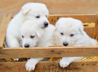 little cute dog white puppies