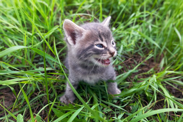 Funny kitty with blue eyes sits among young green grass. Soft focus. Close up photo. Funny small animals in summer. Portrait of animal, main focus on head cat