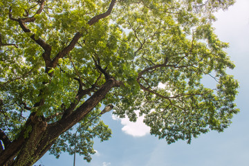 Tree and Sky