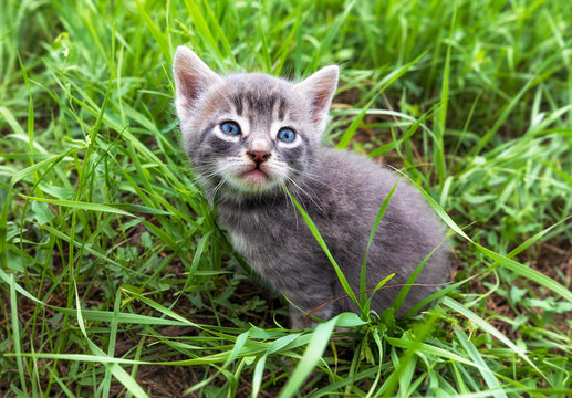 Cute small kitty with blue eyes sits among young green grass. Soft focus. Close up photo. Funny small animals in summer. Portrait of animal, main focus on head cat