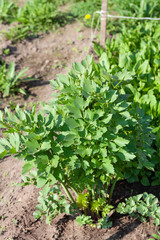 Lovage grows in the garden in the garden. First spring harvest. Selection focus. Shallow depth of field