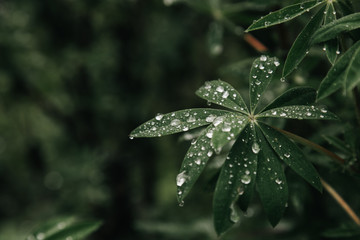 Macro de hoja con gotas de agua