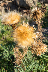 Natural fibres of a thistle head close-up in the hill country of the island of La Gomera. On the way down from El Cercado through the Argaga ravine direction Valle Gran Rey