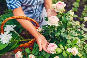 Senior woman gathering flowers in garden. Middle-aged woman holding pink rose in hands. Gardening...