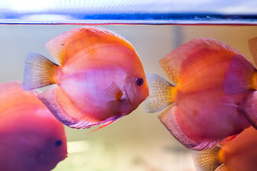 Red discus fish - Tropical freshwater aquarium with beautiful colorful fish under