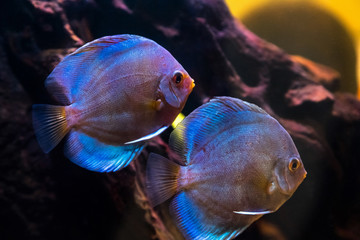 Symphysodon aequifasciatus - Blue turquoise fish - Tropical freshwater aquarium with beautiful...