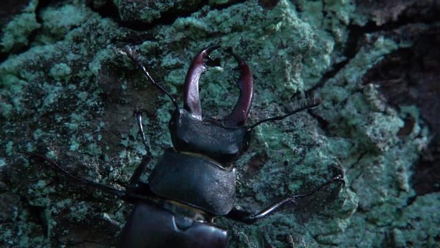 Hirschk&auml;fer M&auml;nnchen