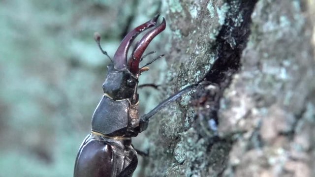 Hirschk&auml;fer M&auml;nnchen