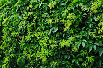 Thick green five-leaved ivy foliage