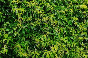 Thick green five-leaved ivy foliage