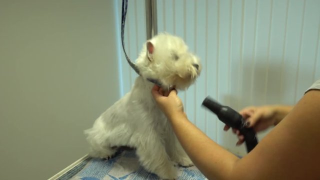 Annoyed dog getting fur dried with hair dryer. Pampered animal. Handheld shot