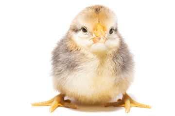 chicken egg on white background