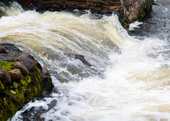 Atlantic salmon leaping rapids to find nesting place. Fish swimm