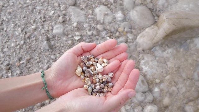 Sea shell in the hand at the beach. Summer day on beach concept.