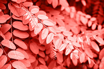Foliage on trendy red coral background made of fresh leaves. Color of the year 2019. Colorful concept.