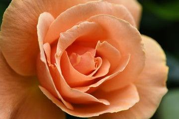 バラの花　オレンジ色