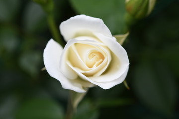 バラの花　白