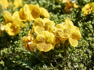 Pensée des jardins - viola x wittrockiana