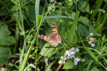 The Painted lady (Vanessa cardui) butterfly in a meadow