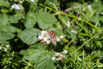 The Painted lady (Vanessa cardui) butterfly in a meadow