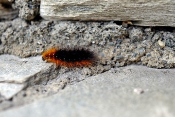 a caterpillar of the brown bear butterfly