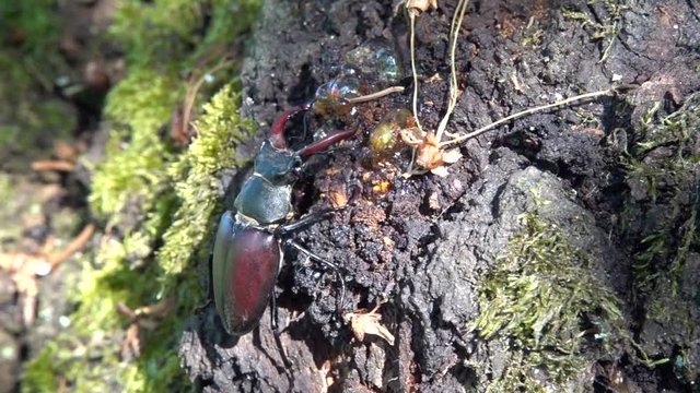 Hirschk&auml;fer M&auml;nnchen