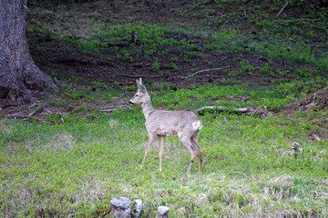 a roebuck yearling in change of coat 