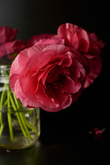 Fototapeta premium Red ranunculus flowers on black background. Dark photo.
