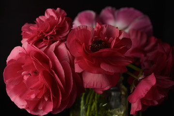 Red ranunculus flowers on black background. Dark photo.