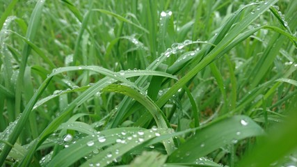 Dew