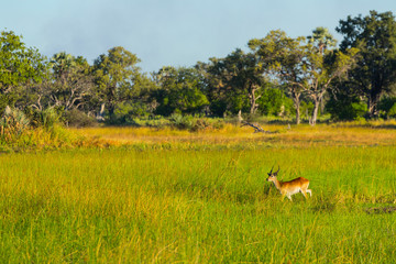Lechwe, or southern lechwe, (Kobus leche), Okavango Delta, Botswana, Africa