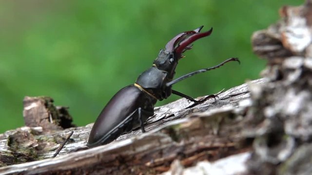 Hirschk&auml;fer M&auml;nnchen