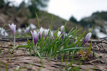beautiful crocuses in spring on the mountains