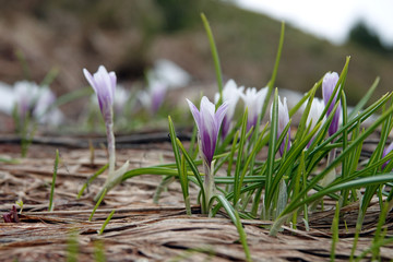 beautiful crocuses in spring on the mountains