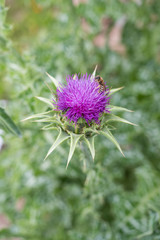 Medicinal plants: Silybum marianum,  Marian Thistle with bee
