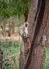 Fototapeta na wymiar Vervet Monkey in Eastern Africa