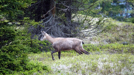 a adult chamois female in the change of coat in summer on the mountains