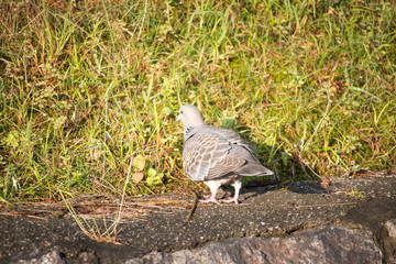 鳩