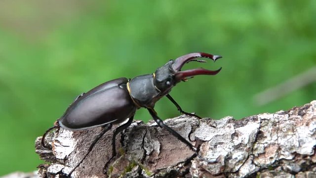 Hirschk&auml;fer M&auml;nnchen