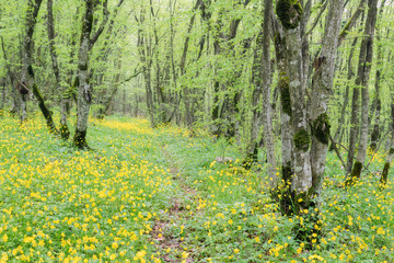 Hiking trail with green forest floor on the sides covered with y
