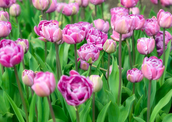 Beautiful tulip field plantation. Commercial growing of tulips i