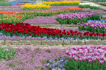 Beautiful flower plantation. Commercial growing in botanic garde